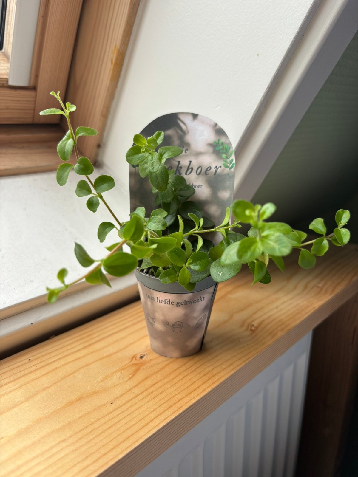 Zwanenkruid (peperomia rotundifolia) te koop, Huis en Inrichting, Kamerplanten, Ophalen, Halfschaduw, Minder dan 100 cm