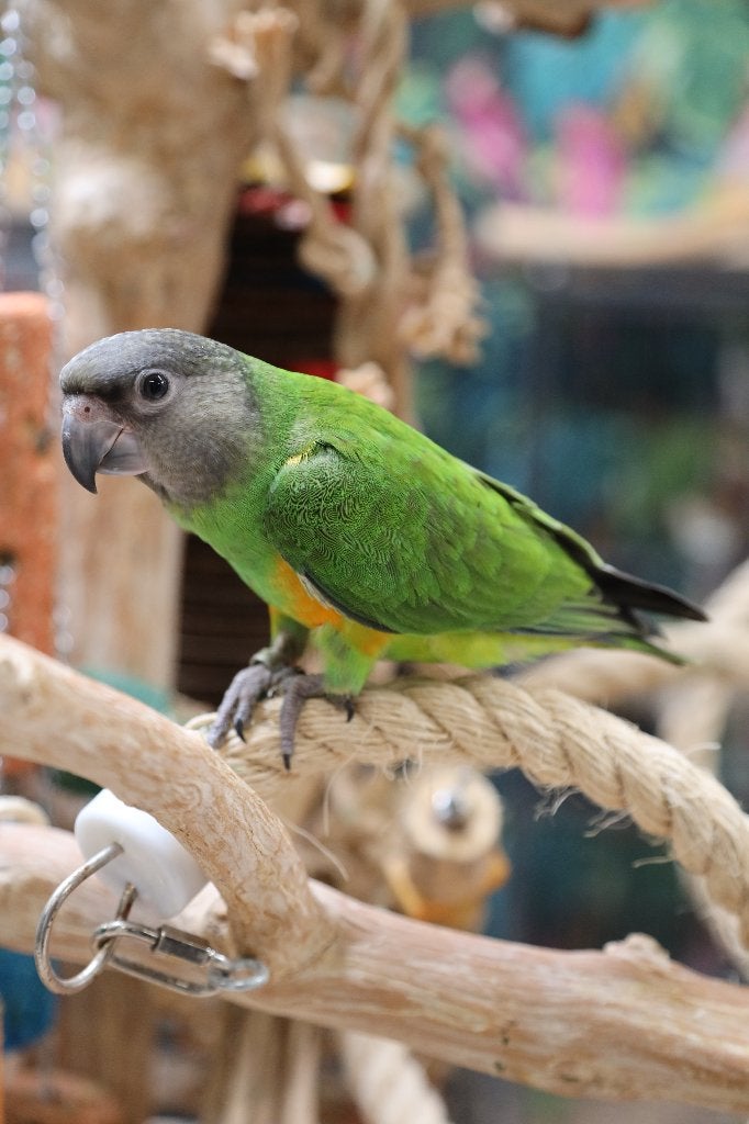 Jonge Baby Bonte boeren | Handtam | getest, Dieren en Toebehoren, Vogels | Parkieten en Papegaaien, Meerdere dieren, Papegaai