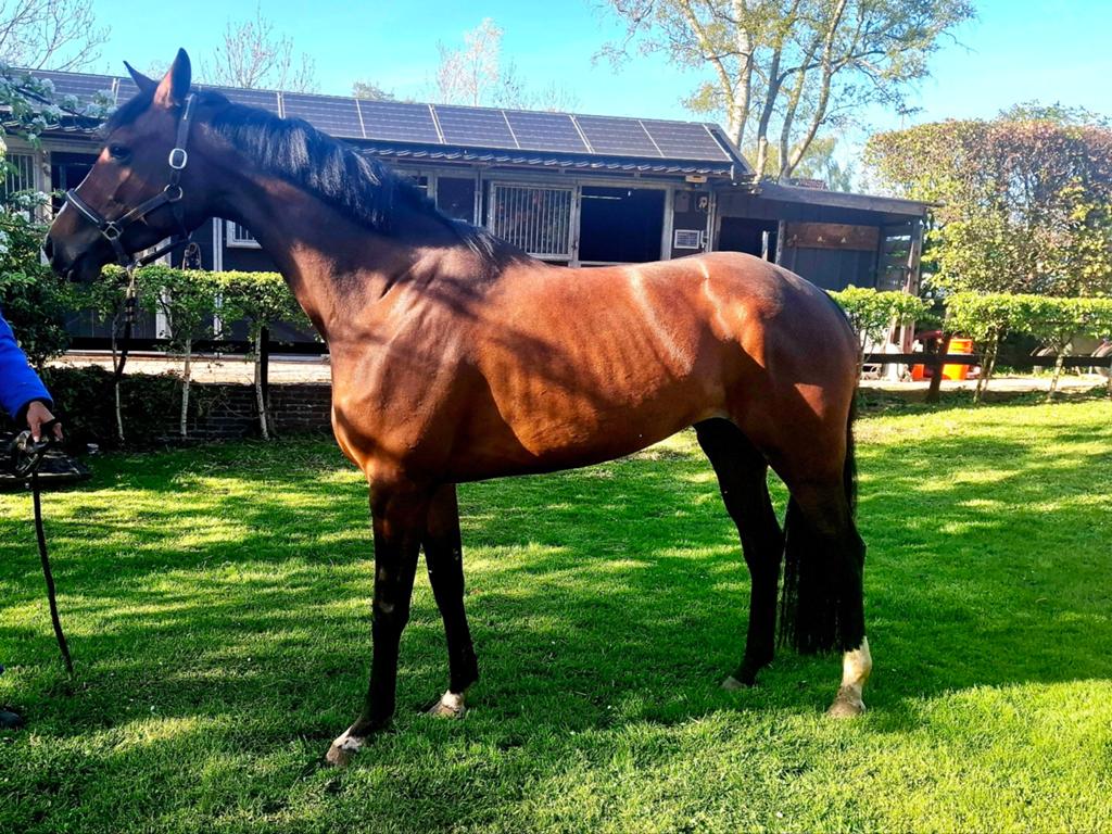 4 jarige merrie, Dieren en Toebehoren, Paarden
