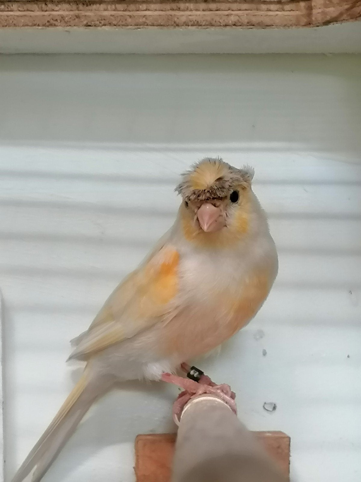Harlekijn kanarie, Dieren en Toebehoren, Vogels | Kanaries, Vrouwelijk, Kleurkanarie