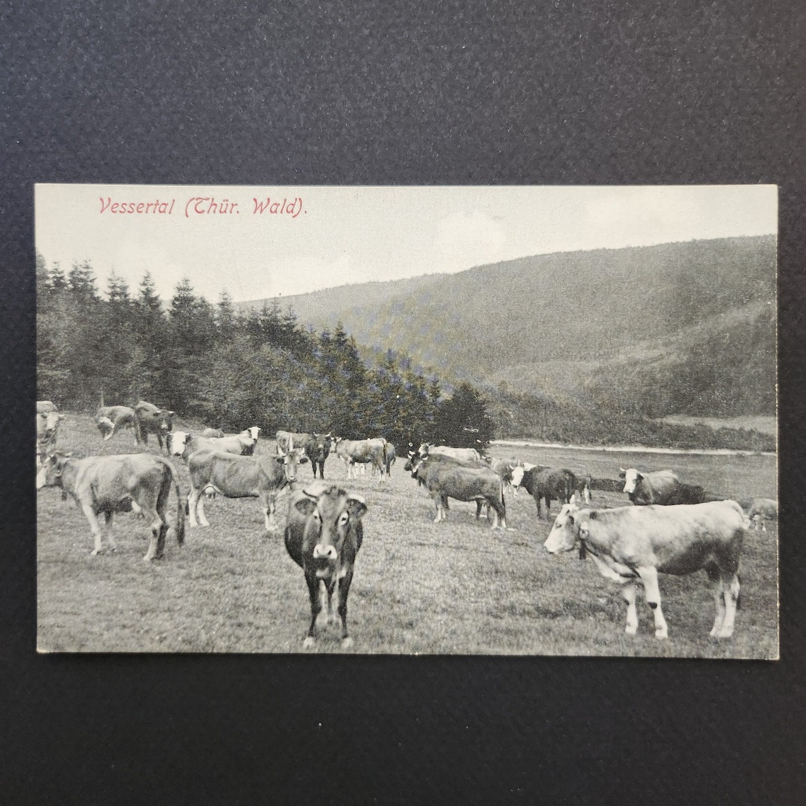 Oude Ansichtkaart Vessertal (Thüringer Woud) met Koeien, Verzenden, Voor 1920, Ongelopen, Duitsland