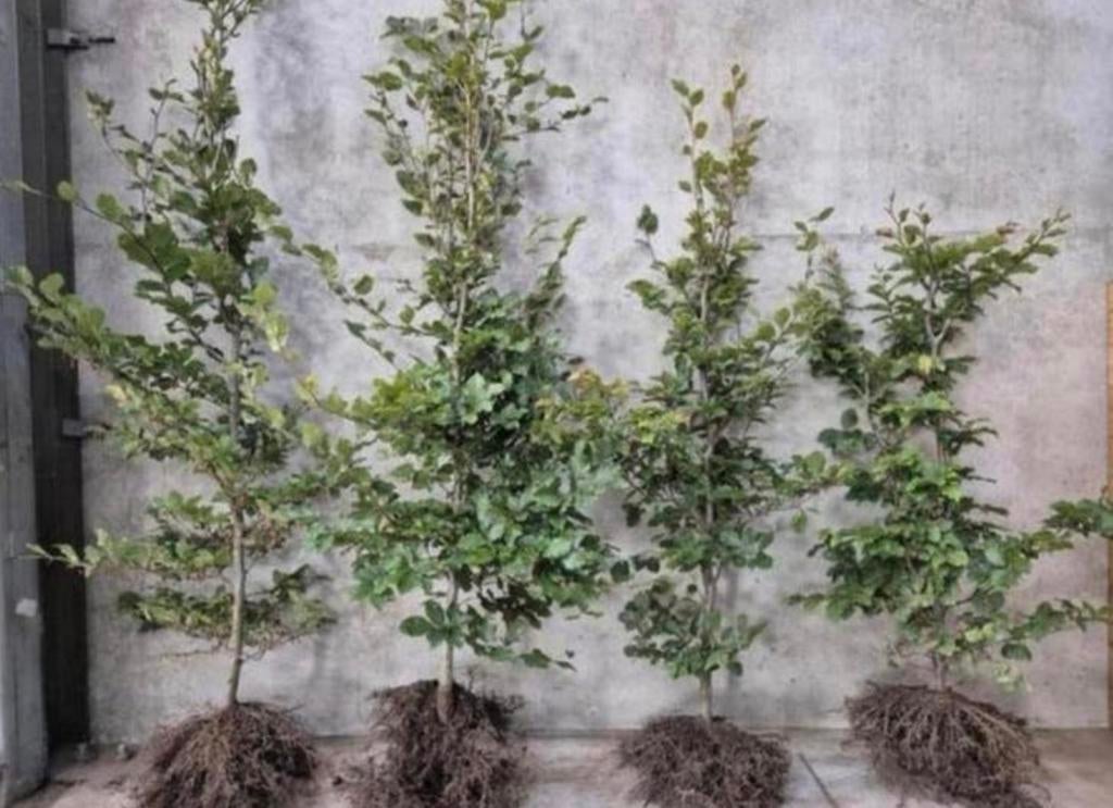 ‼️AKTIE‼️ Beukenhaag & haagbeuk haagplanten, Tuin en Terras, Planten | Struiken en Hagen, Ophalen of Verzenden, Beukenhaag, 100 tot 250 cm