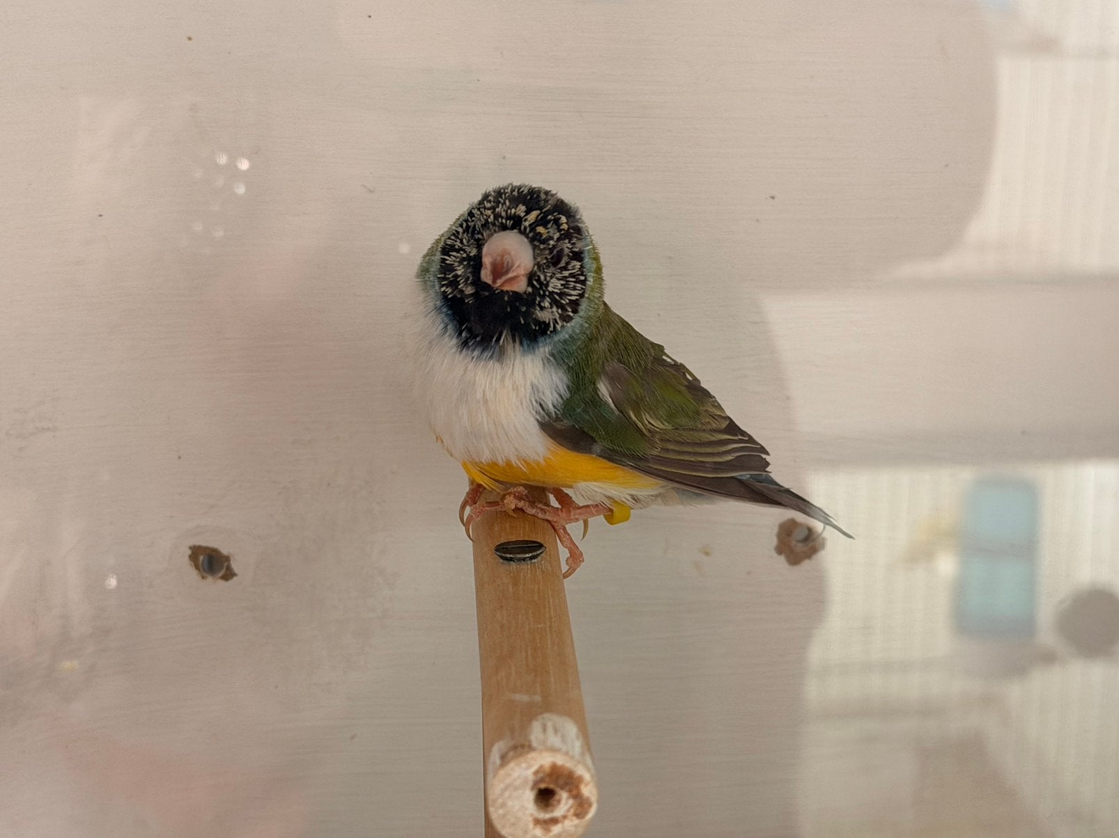 Zwartkop witborst split lutino gouldamadine man, Dieren en Toebehoren, Vogels | Overige Vogels, Mannelijk, Geringd