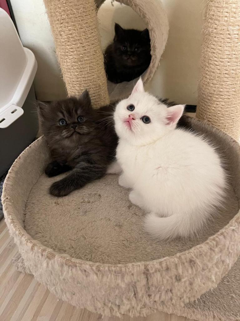 Britse Korthaar Kitten., Dieren en Toebehoren, Poes