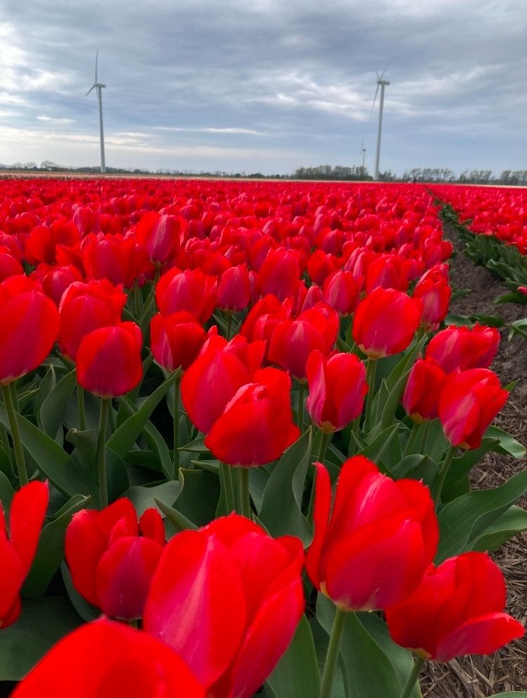 Bloembollen speciaal soort!!, Ophalen of Verzenden, Najaar, Halfschaduw, Bloembol