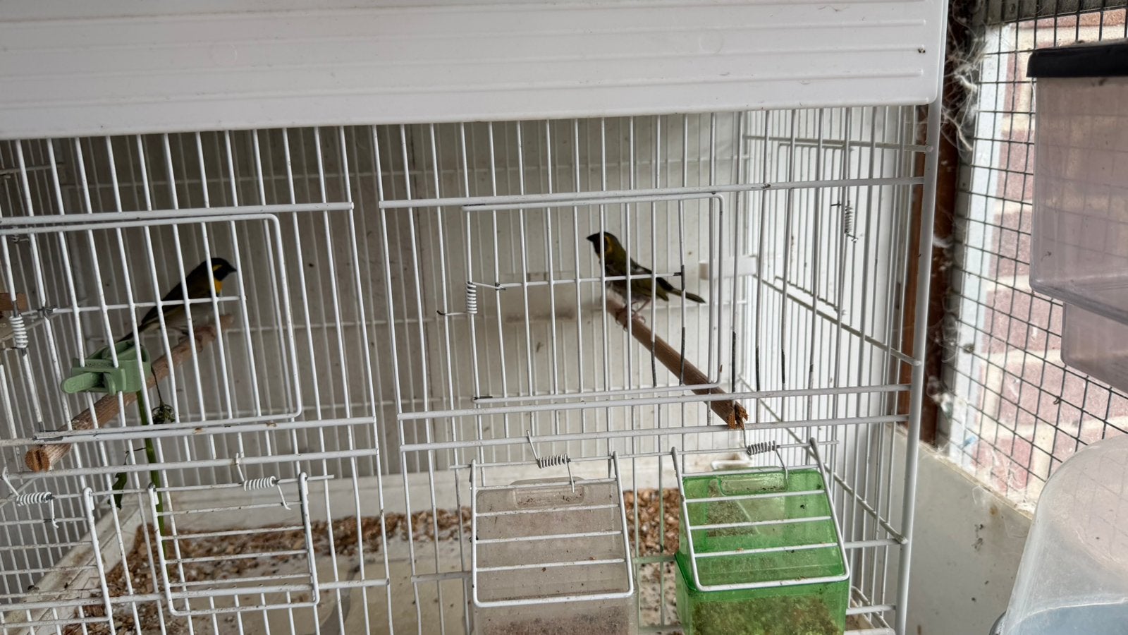 Kleine cubavinken 2025, Dieren en Toebehoren, Vogels | Overige Vogels, Meerdere dieren, Tropenvogel, Geringd