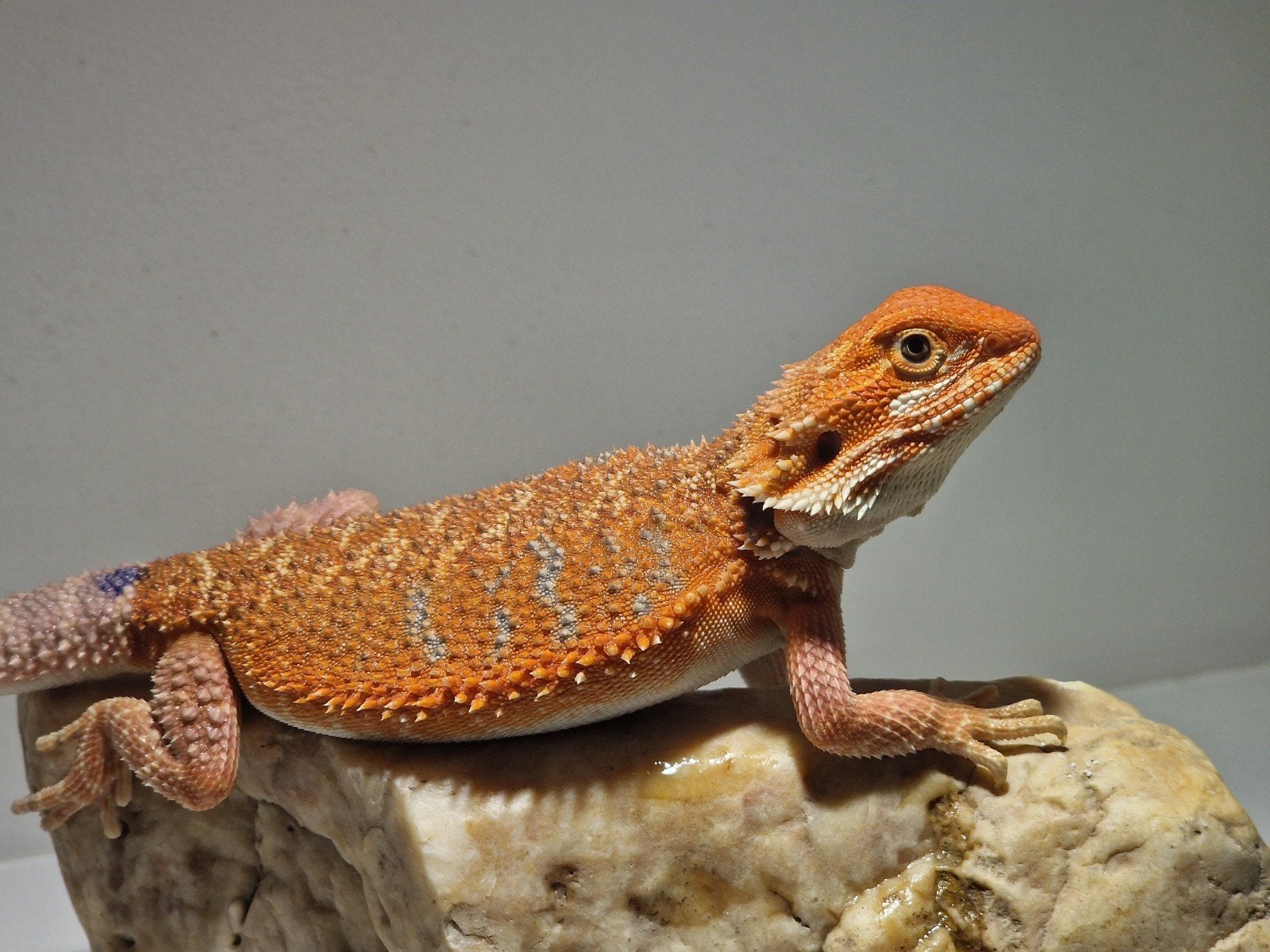 DRACO REPTILES – Prachtige Baardagaam Nakweek Bearded Dragon photo 6
