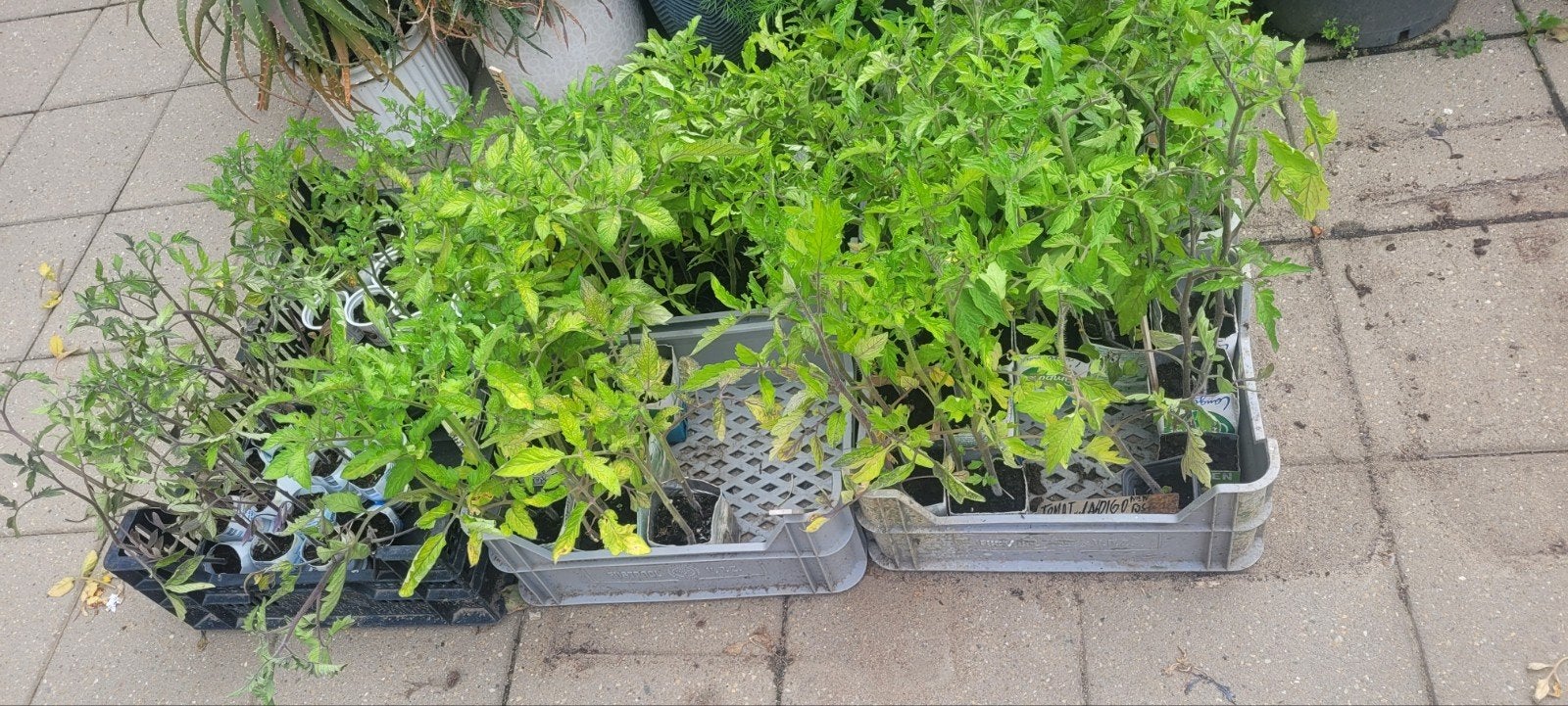 €1 Tomaten, puntpaprika en aardbeien plantjes, Volle zon, Groenteplanten, Eenjarig, Ophalen of Verzenden