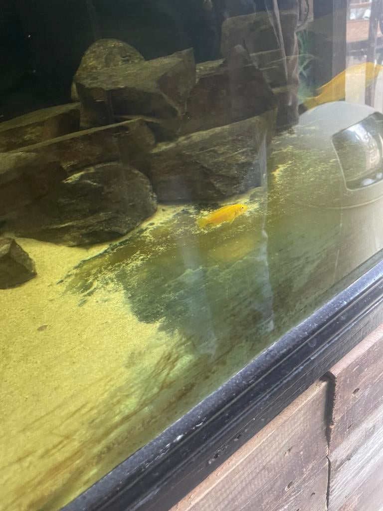 Labidochromis caeruleus, Electric Yellow' cichlide, Dieren en Toebehoren, Vissen | Aquariumvissen, Vis