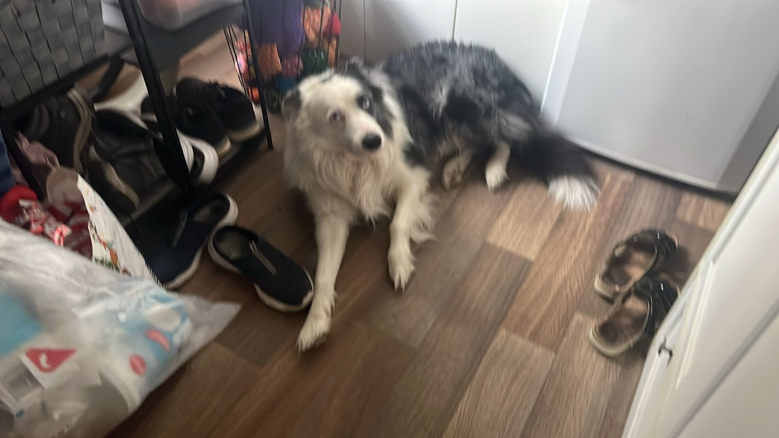 Gratis border collie, 6 jaar of ouder, Reu, Parvo, Eén hond