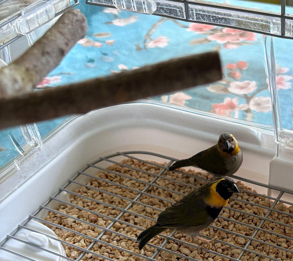 Cubavinken, Dieren en Toebehoren, Meerdere dieren, Kleurkanarie