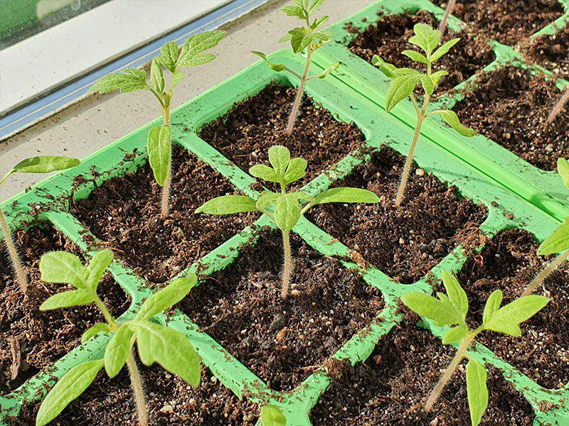 Tomaten plantjes, Ophalen, Eenjarig, Groenteplanten, Volle zon