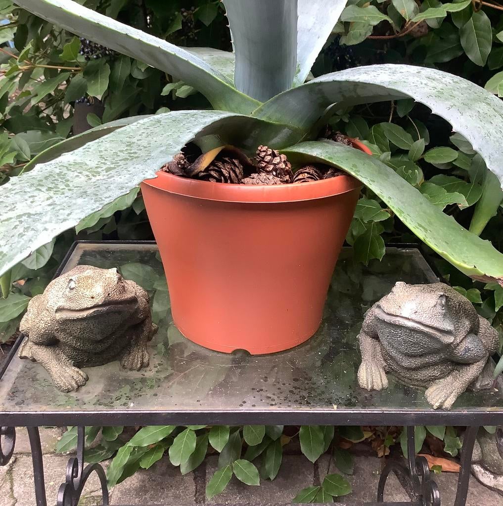 Mooie grote groene agave in kunststof pot, Volle zon, Vaste plant, Bloeit niet, Ophalen