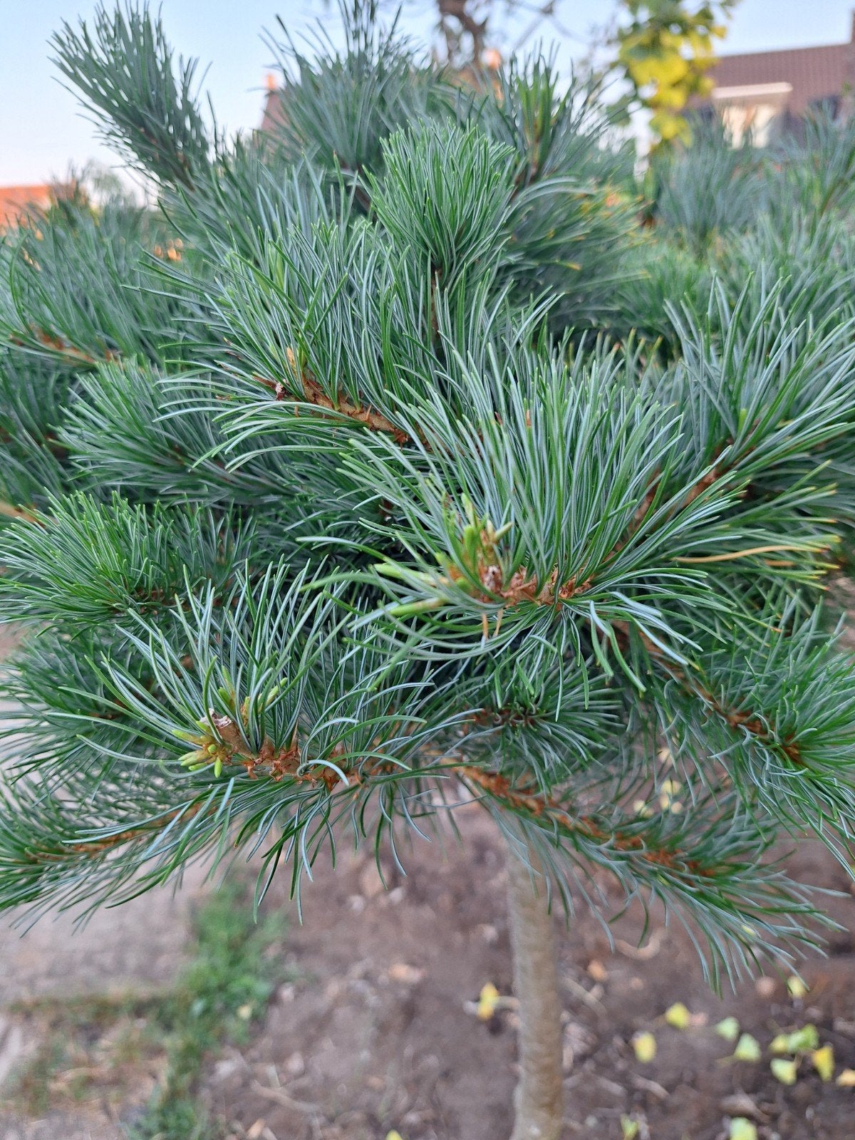 pinus parviflora op stam, Ophalen, Volle zon, Knol