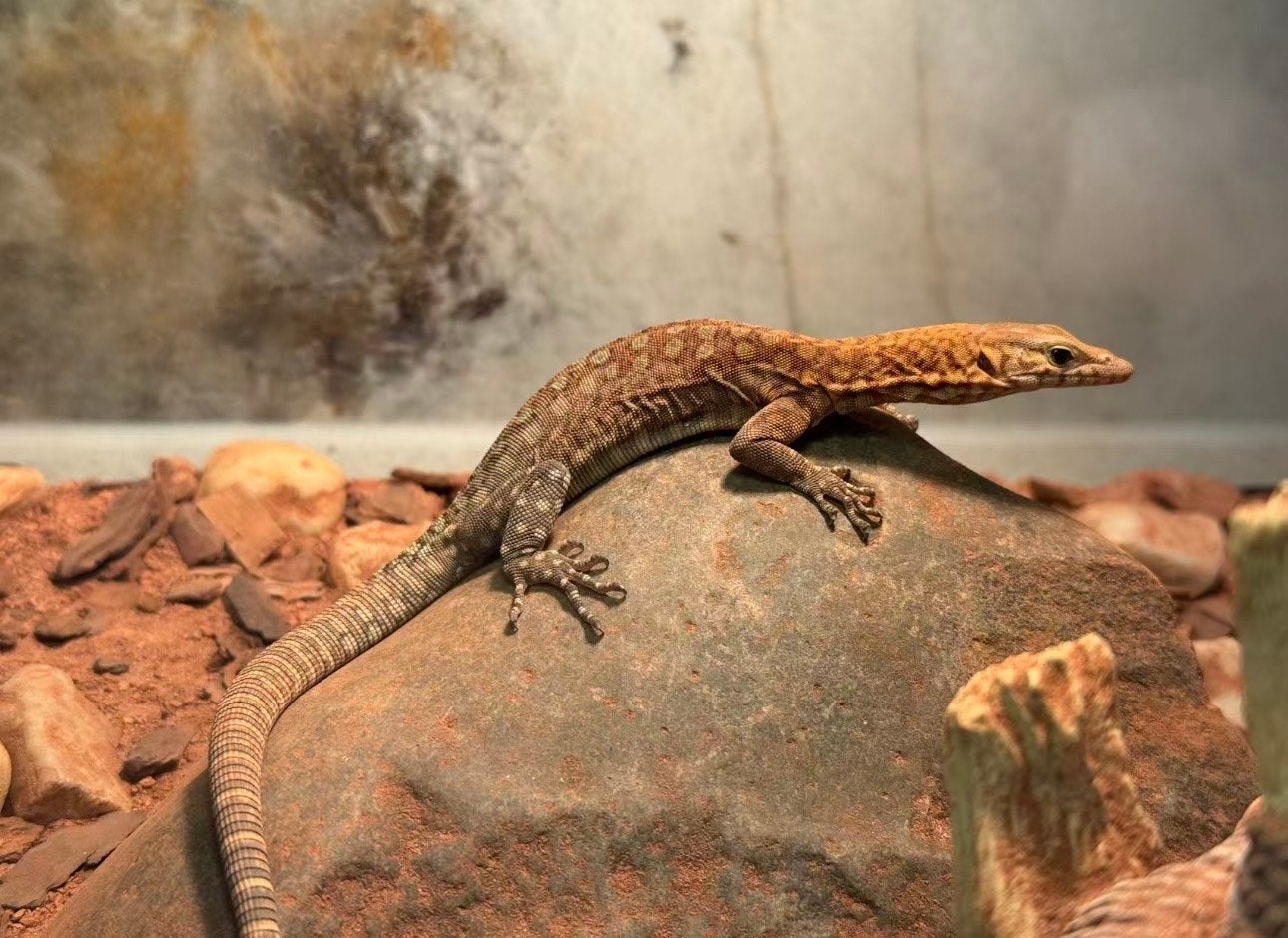 0.0.1 Varanus Pilbarensis cb2025