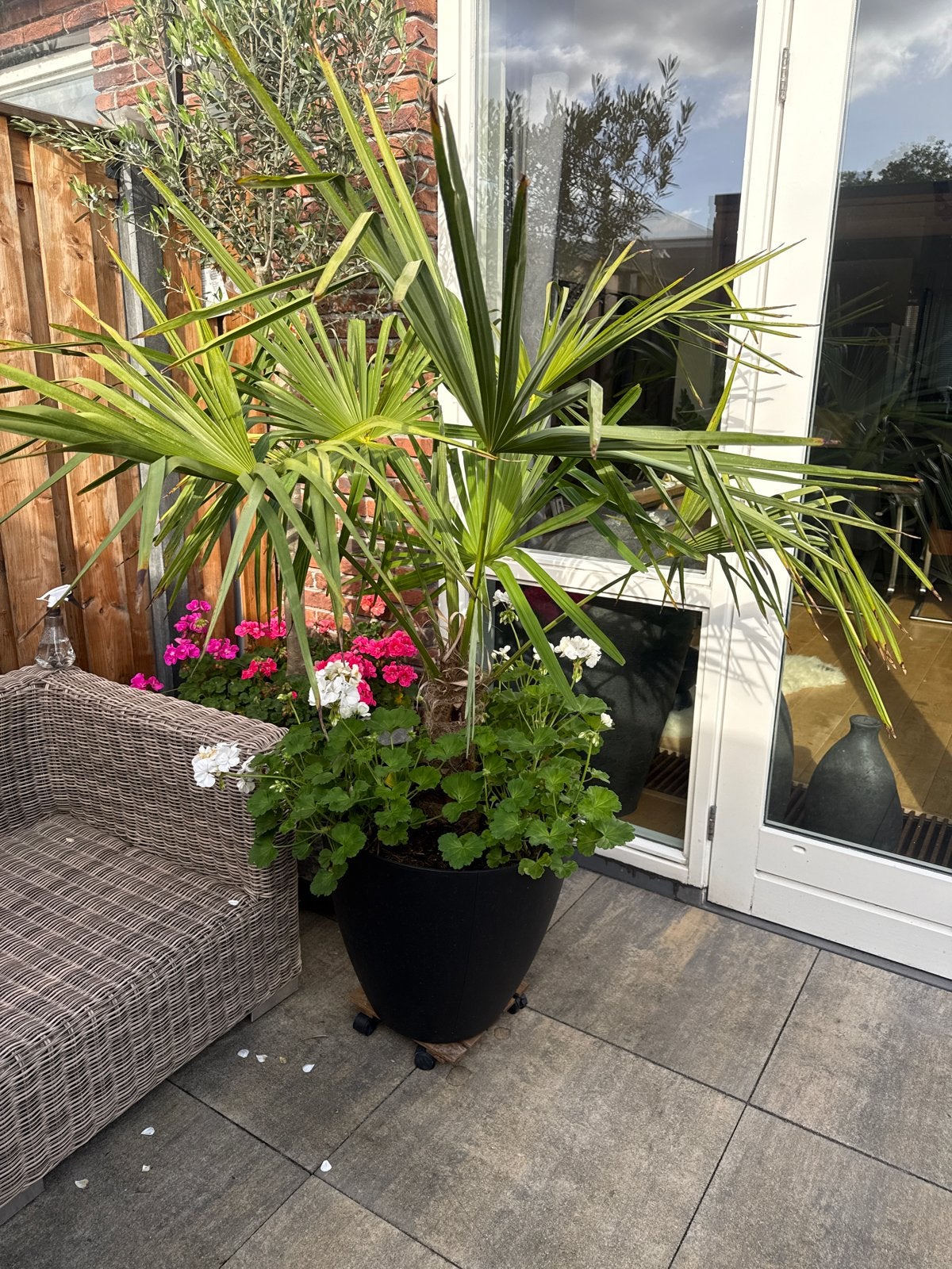 Mooie palmboom met bloeiende planten in pot, Tuin en Terras, Volle zon, Vaste plant, Zomer, Ophalen