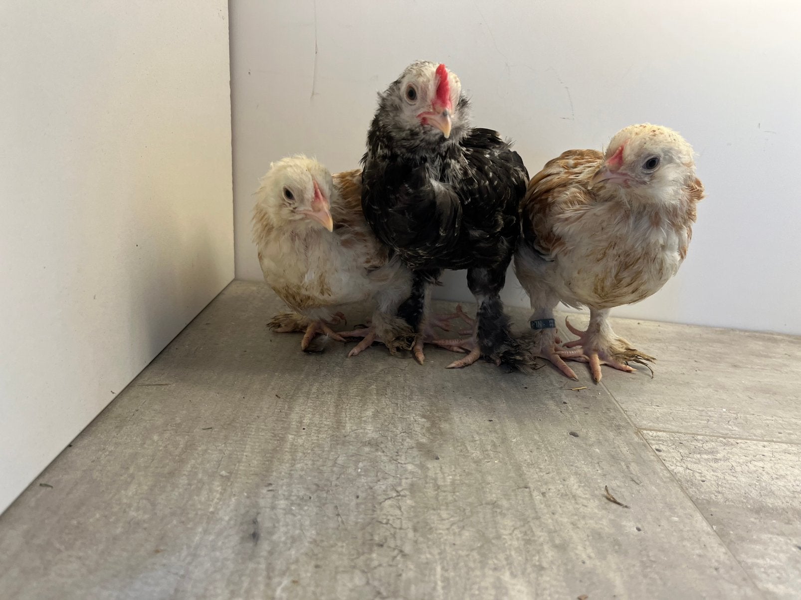 Faverolle kriel haantje, Meerdere dieren, Kip