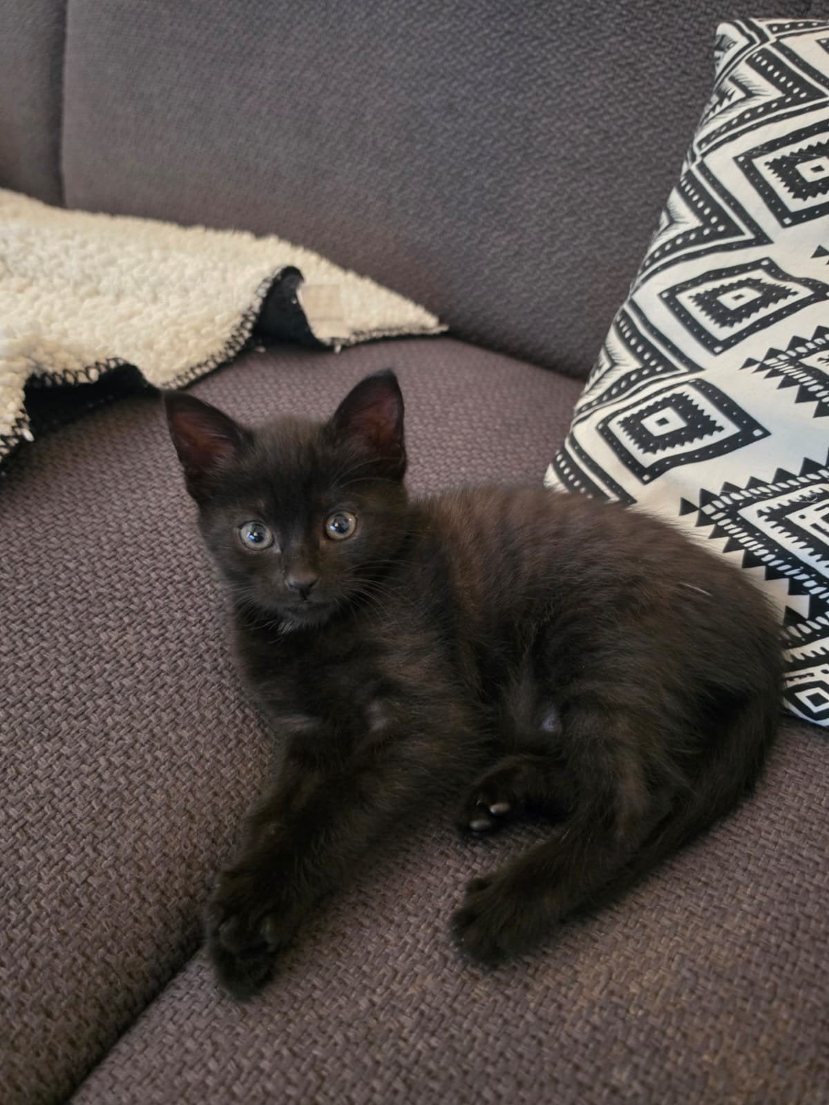 super lieve aanhankelijke kittens, Meerdere dieren