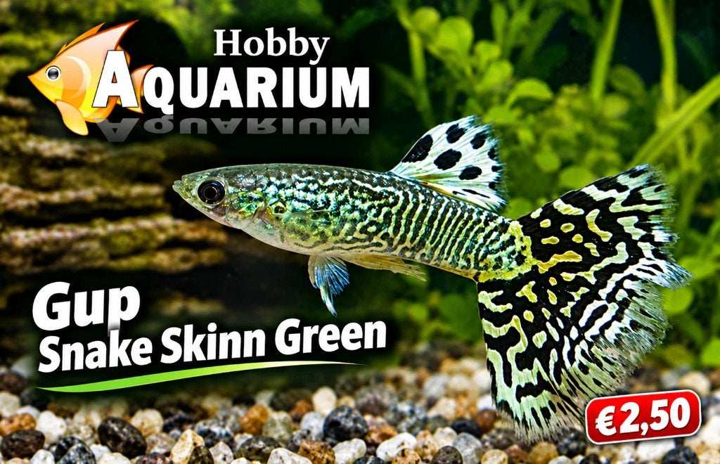 Hobbyaquarium Poec ret mosaic green / guppy, Vis, Zoetwatervis, Schoolvis