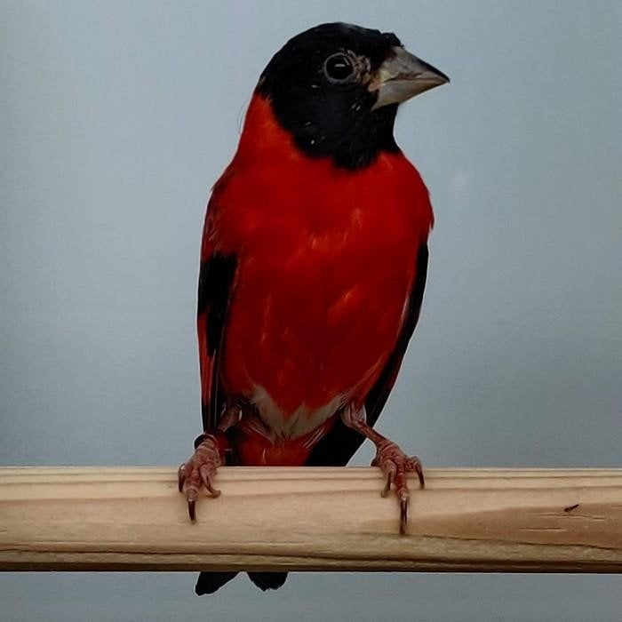 Spinus cucullata, Dieren en Toebehoren, Meerdere dieren