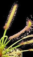 Bladstek Drosera capensis 'Large', Ophalen of Verzenden, Overige soorten, Minder dan 100 cm