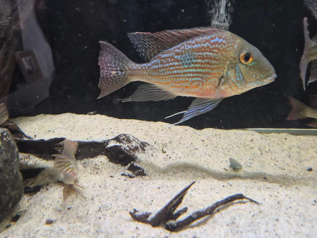 Geophagus sveni man volgroeid 25/30cm, Dieren en Toebehoren, Vissen | Aquariumvissen, Vis