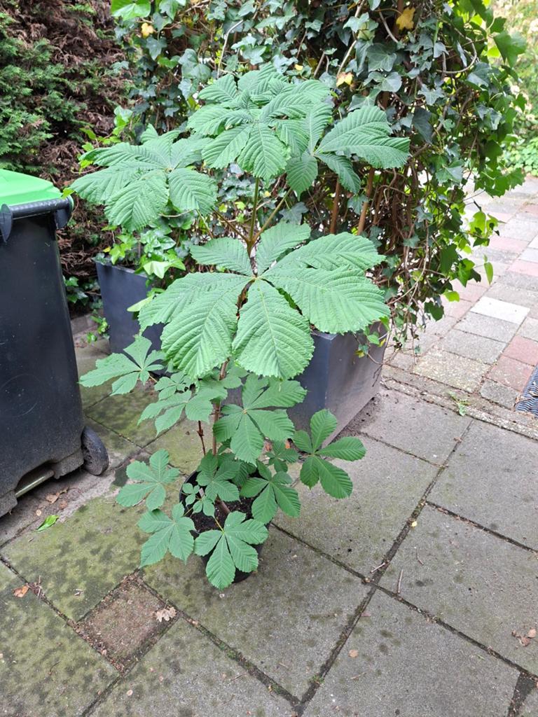 Kastanje in pot, Volle zon, Vaste plant, Zomer, Ophalen