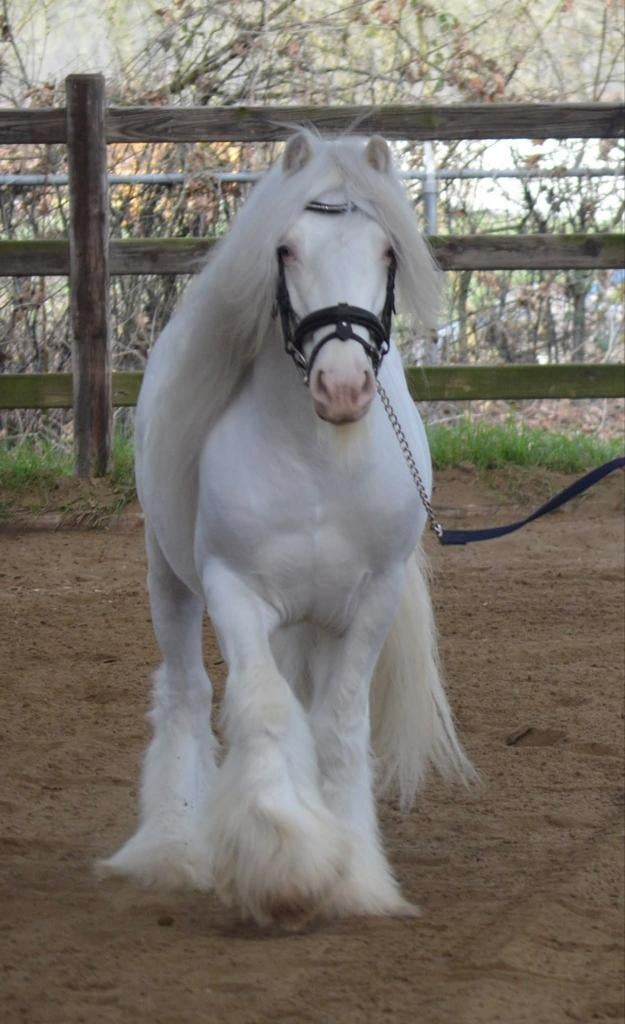 Ter dekking Irish cob dubbel red dubbel Sabino, Dieren en Toebehoren, Ophalen of Verzenden, Nieuw, Overige soorten