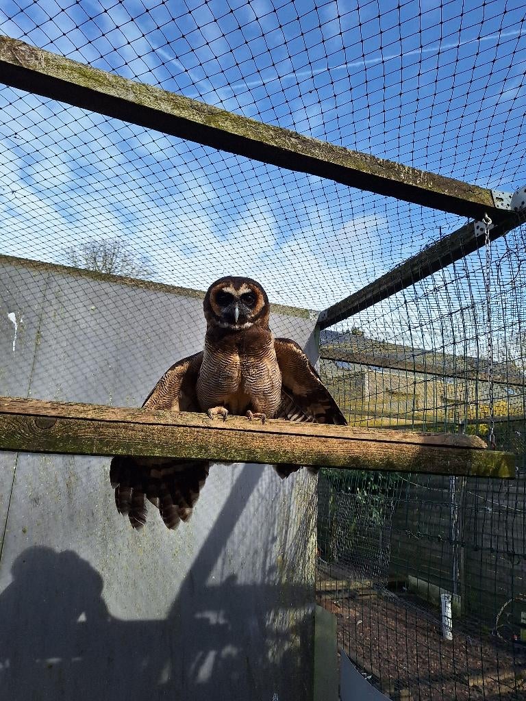 Bruine bosuil, Dieren en Toebehoren, Vrouwelijk, Roofvogel, Geringd