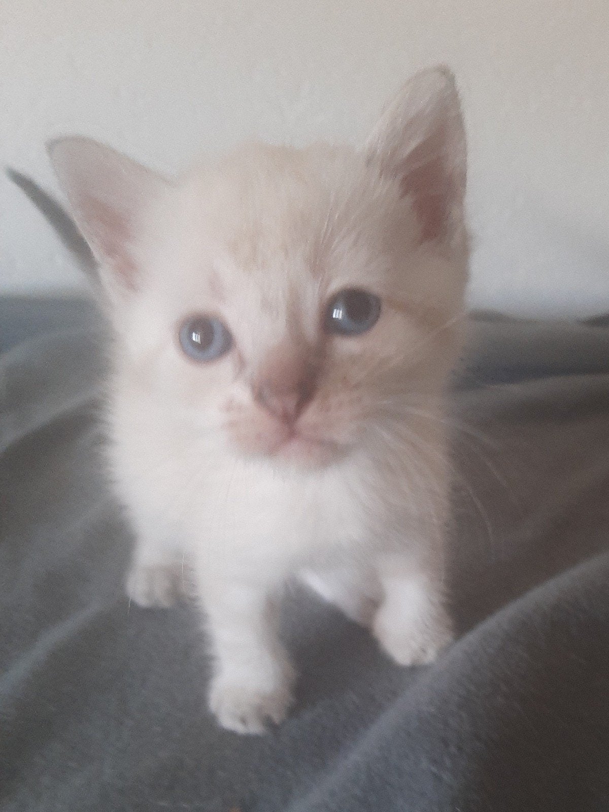 thai siamees tabby point, Meerdere dieren, Ontwormd, 0 tot 2 jaar