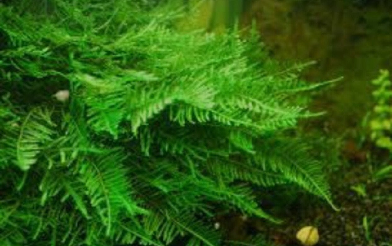 GEZOCHT mos, Dieren en Toebehoren, Ophalen of Verzenden, Plant(en), Steen of Hout
