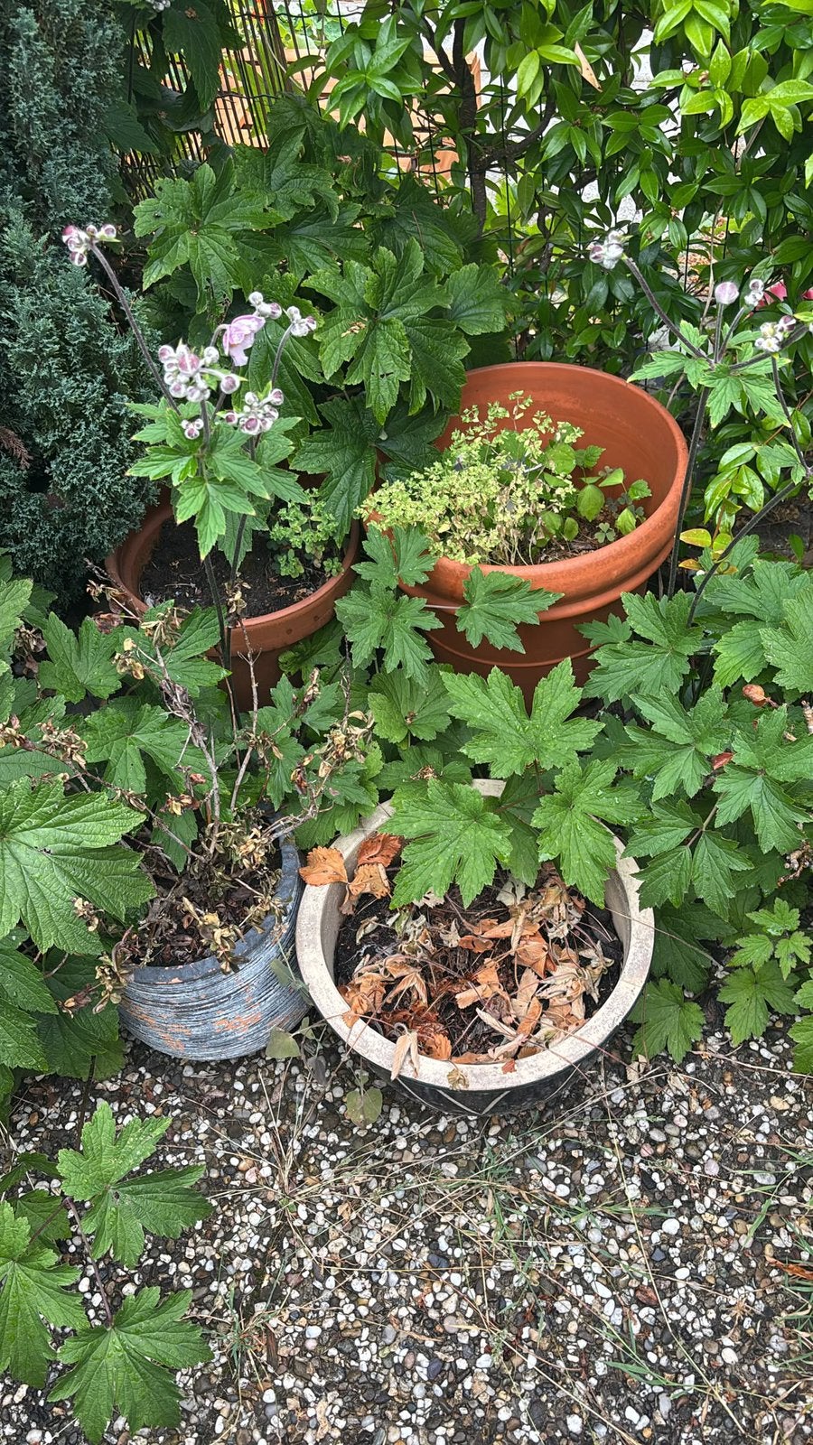Gratis bloempotten, Ophalen, Kunststof, Gebruikt, Rond
