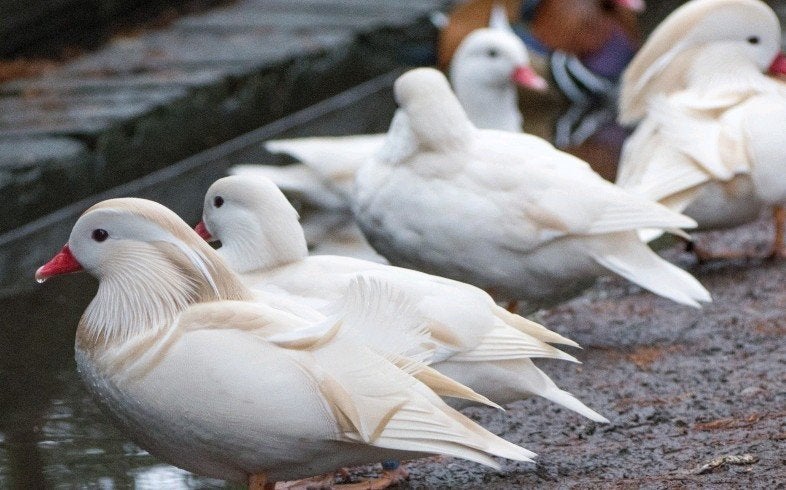 Witte mandarijn eenden siereenden, Dieren en Toebehoren, Meerdere dieren, Eend