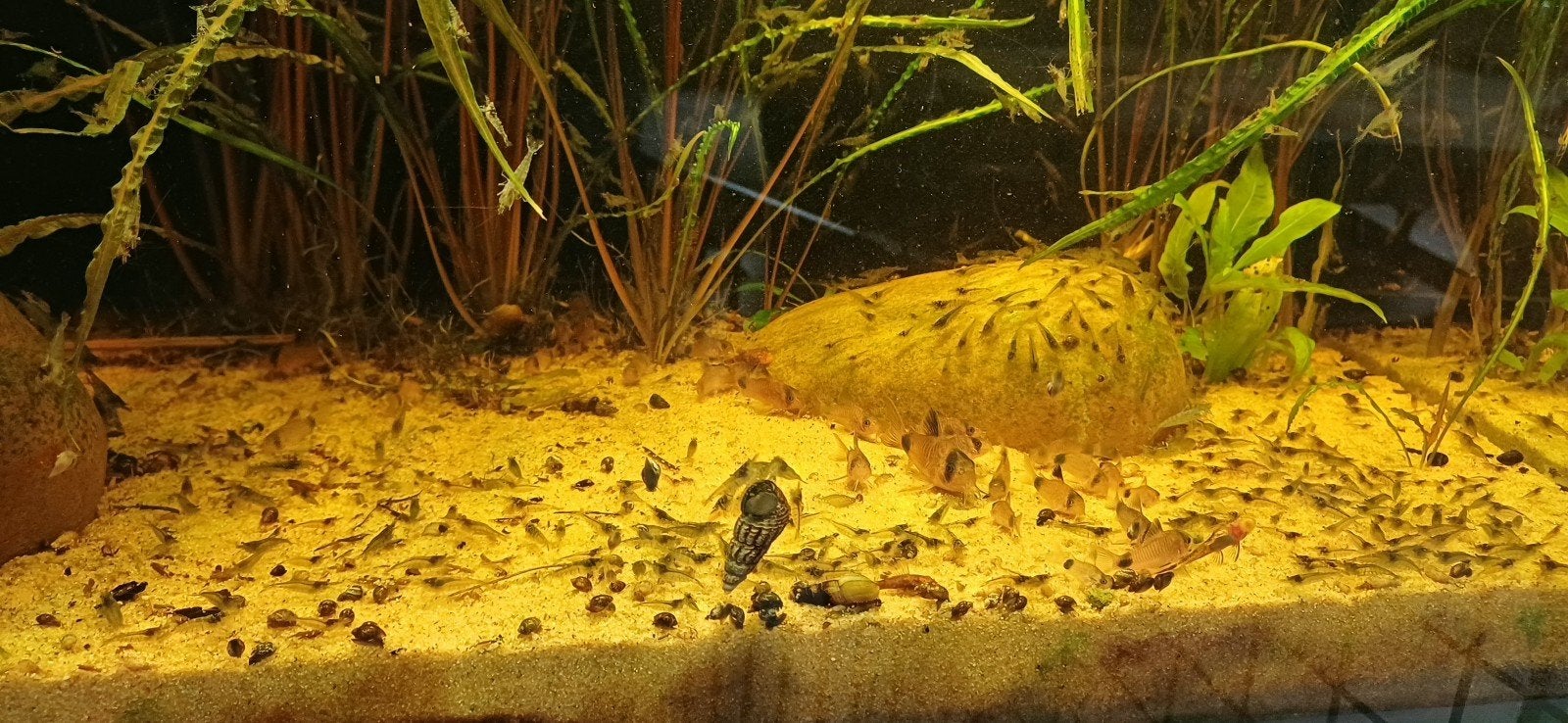 jonge Corydoras panda en pygmaeus, Vis