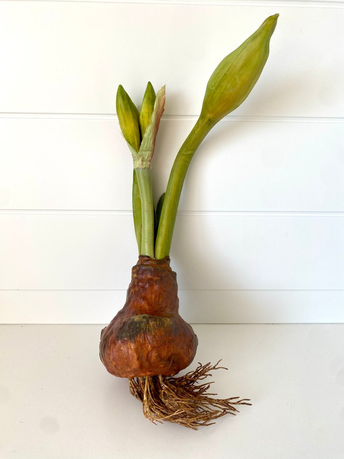 Grote kunst Amaryllis Bol met Knoppen ,, Ophalen of Verzenden, Gehele jaar