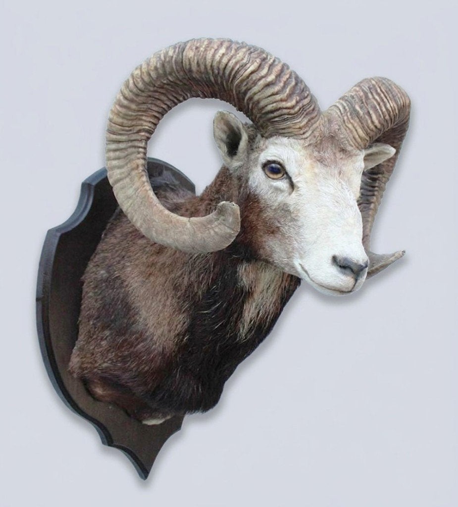 Grote opgezette KOP MOEFLON RAM op houten schild (ref. C), Verzamelen, Ophalen, Gebruikt, Wild dier, Opgezet dier