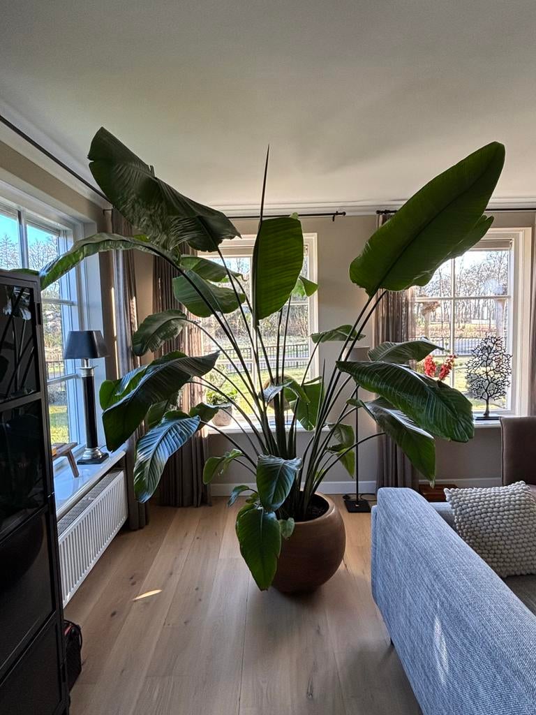 Strelitzia groot, Ophalen, 200 cm of meer, Overige soorten, In pot