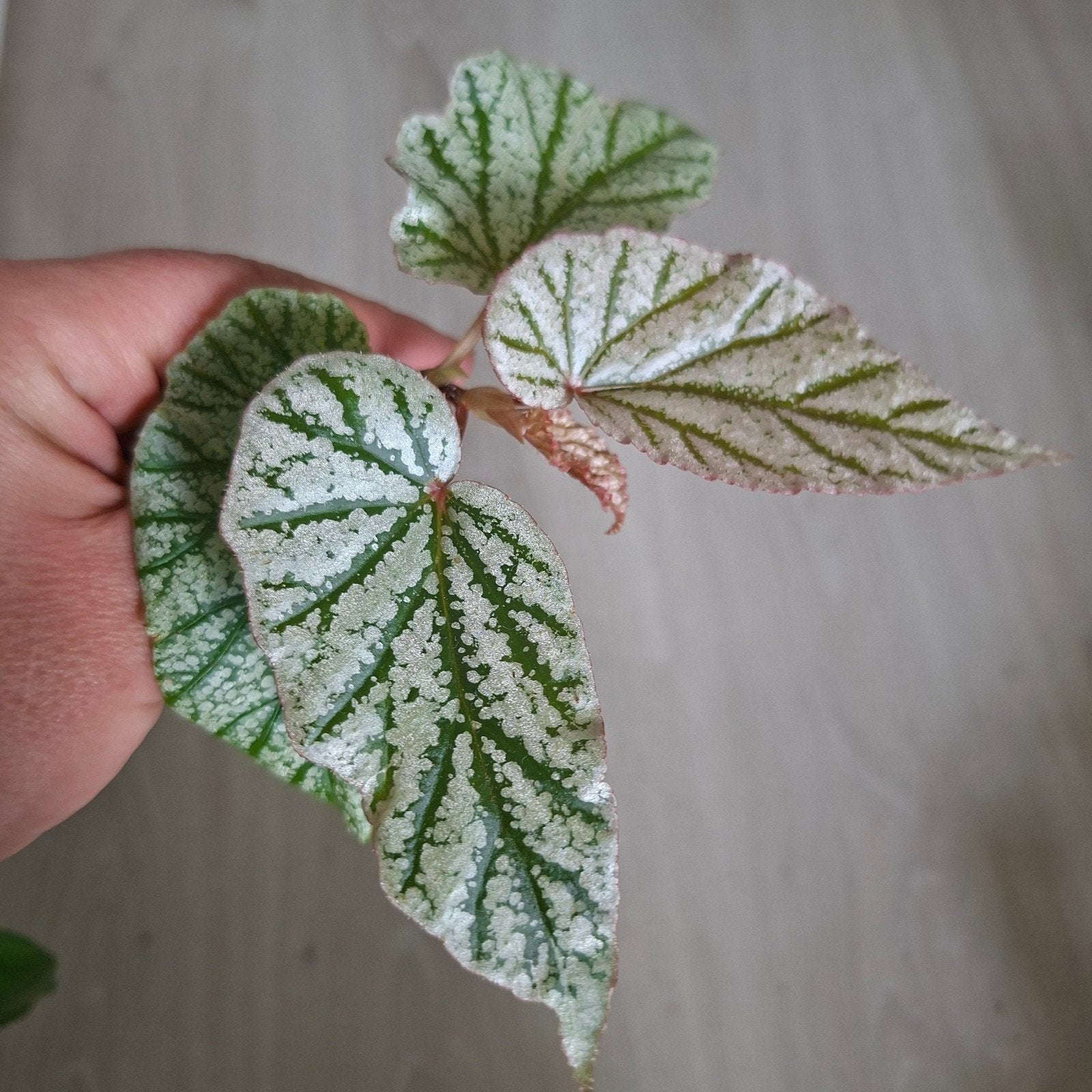 Begonia Don Miller, Ophalen of Verzenden