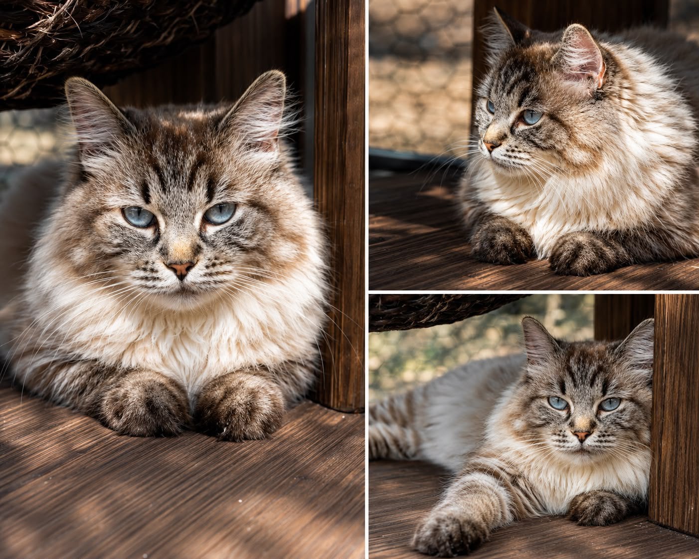 Te koop lieve lexi ️, Dieren en Toebehoren, Katten en Kittens | Raskatten | Langhaar, Poes, Gechipt, 0 tot 2 jaar