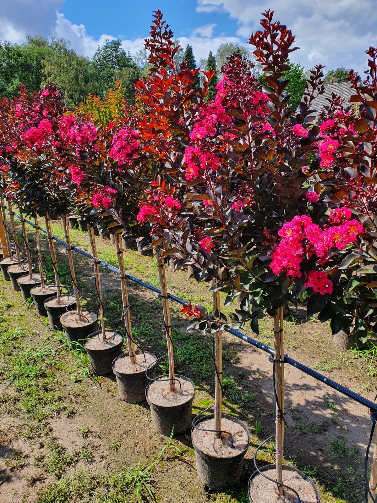 Lagerstroemia indica Double Dynamite / nieuw ‼️‼️, Tuin en Terras, Planten | Bomen, 250 tot 400 cm, Zomer, Ophalen, Volle zon