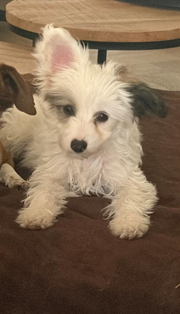 Lieve boomer kruising, Parvo, 8 tot 15 weken, Meerdere, Meerdere dieren