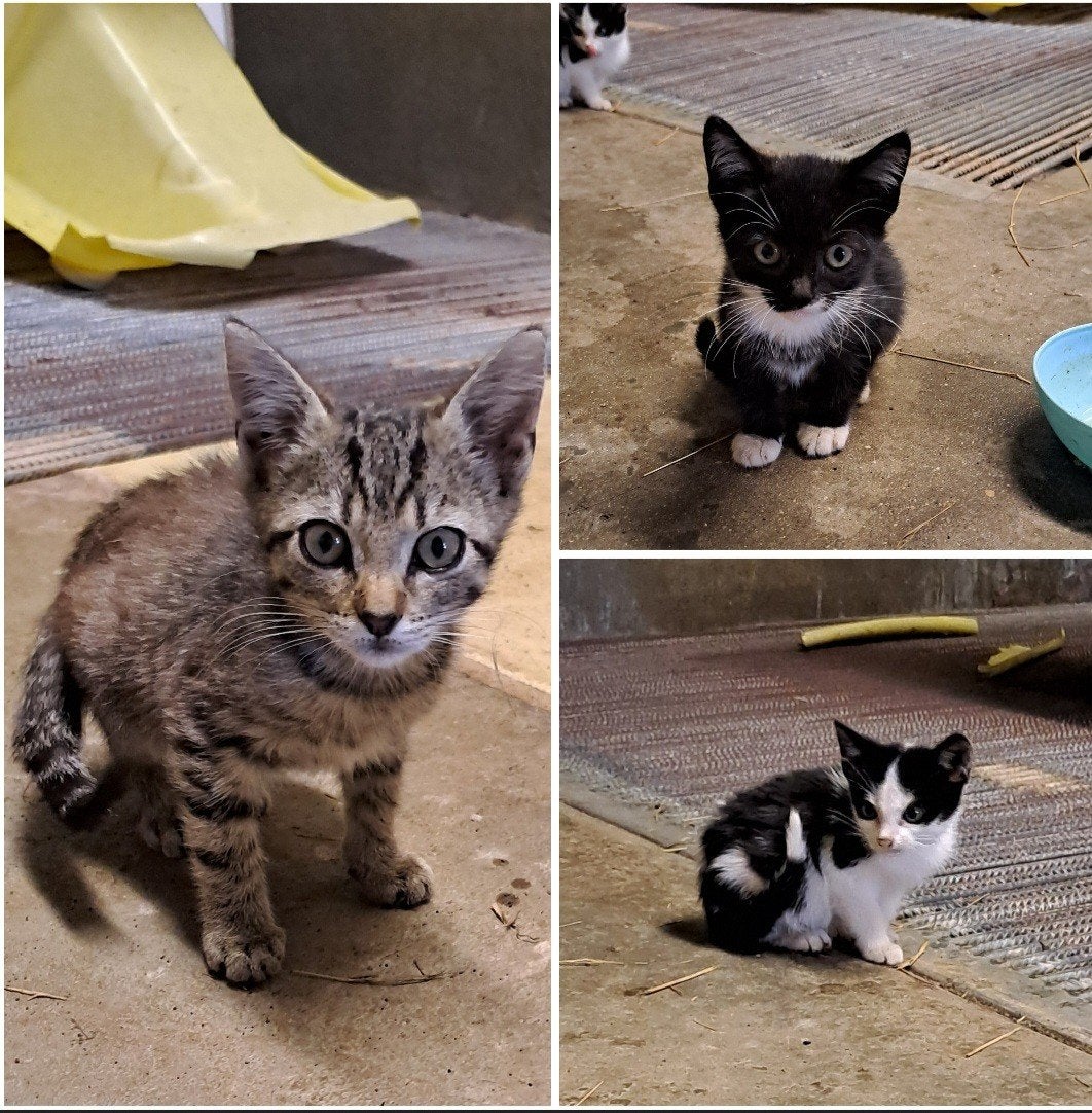 kittens te koop.!, Dieren en Toebehoren, Katten en Kittens | Overige Katten, Meerdere dieren