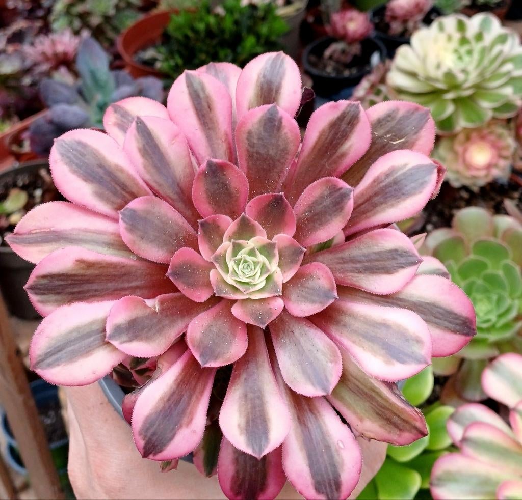 Aeonium pink medusa, Ophalen of Verzenden, Halfschaduw, Minder dan 100 cm