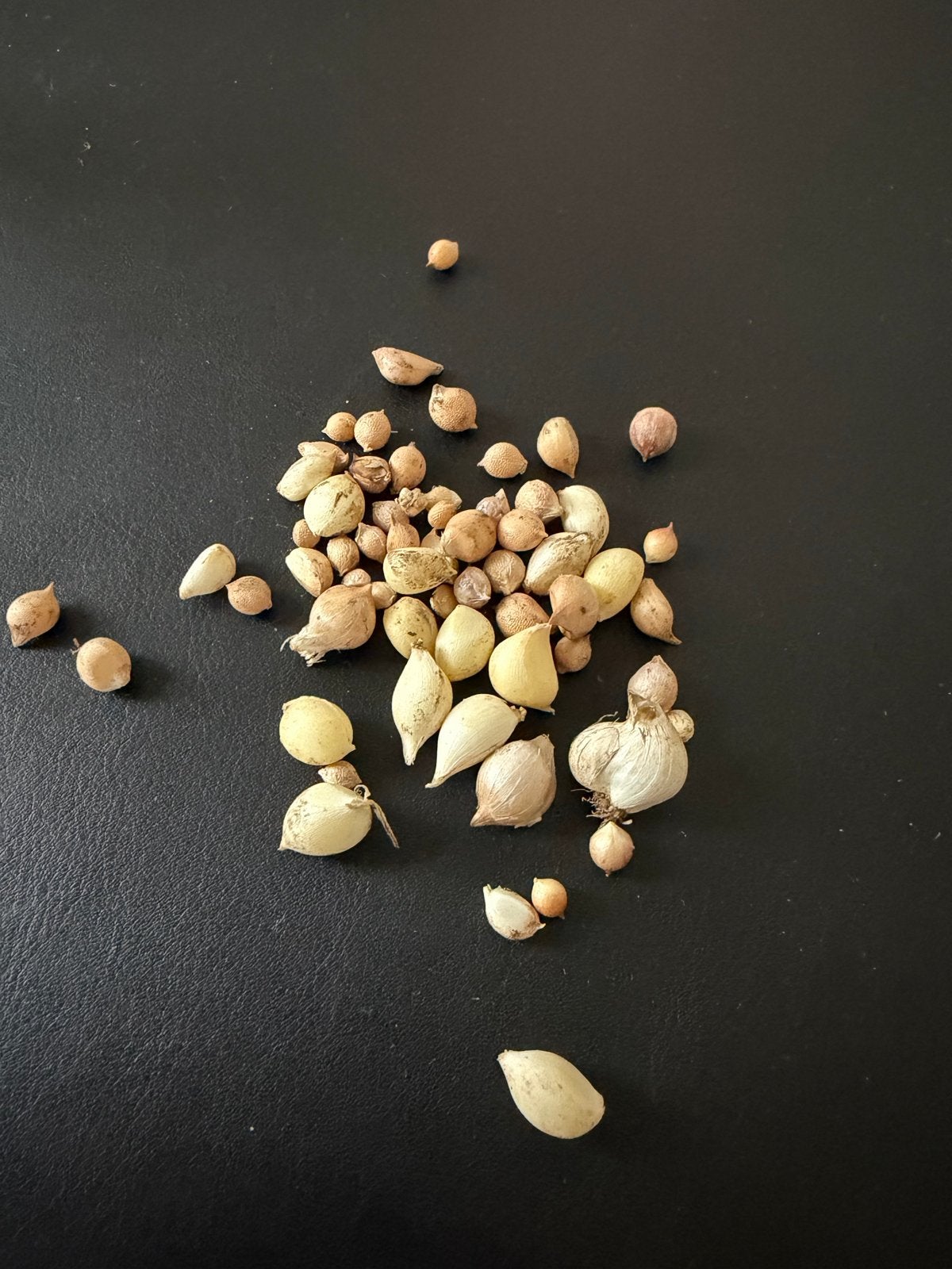 Allium (sierui) bollen - geel, Ophalen of Verzenden, Najaar, Volle zon, Bloembol
