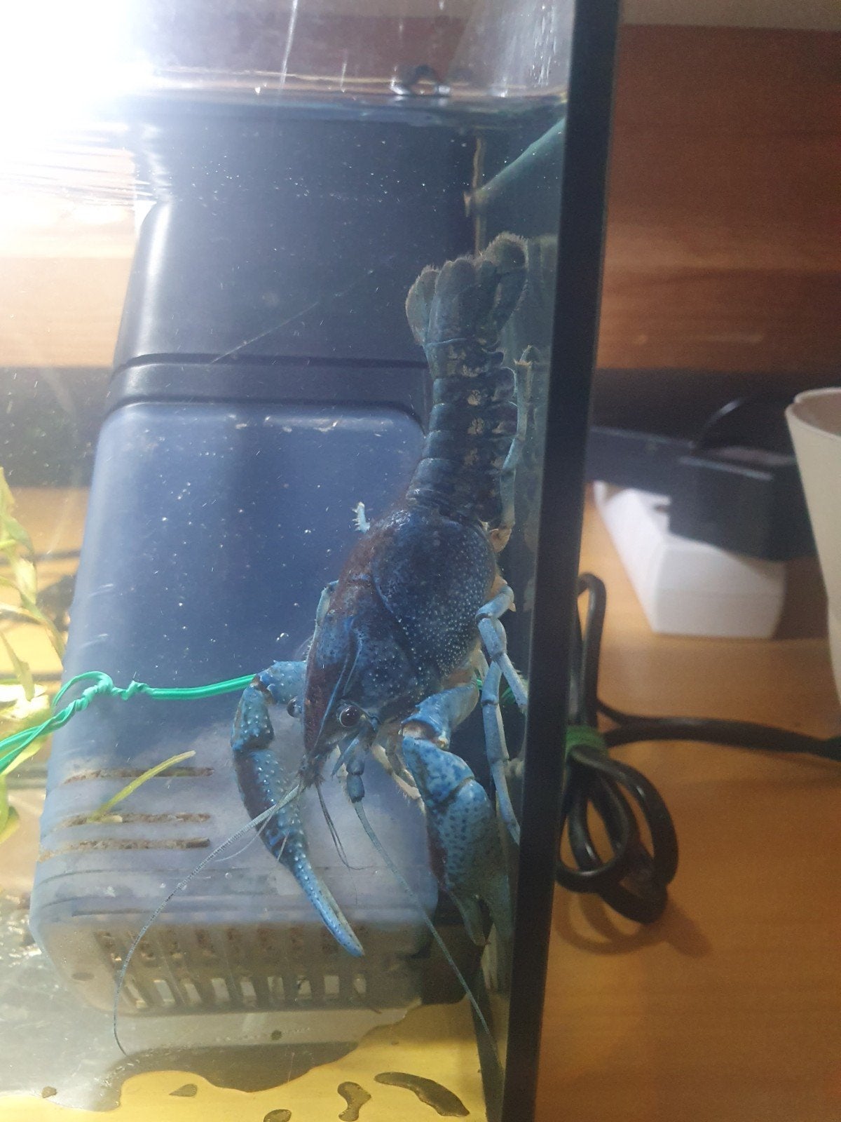 Blauwe Florida kreeft - 10/11 cm - man, Dieren en Toebehoren, Vissen | Aquariumvissen, Kreeft, Krab of Garnaal, Zoetwatervis