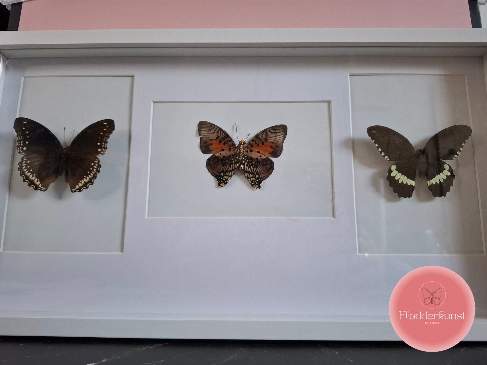 3 Luik met 3 vlinders, Ophalen of Verzenden, Nieuw, Insect, Opgezet dier
