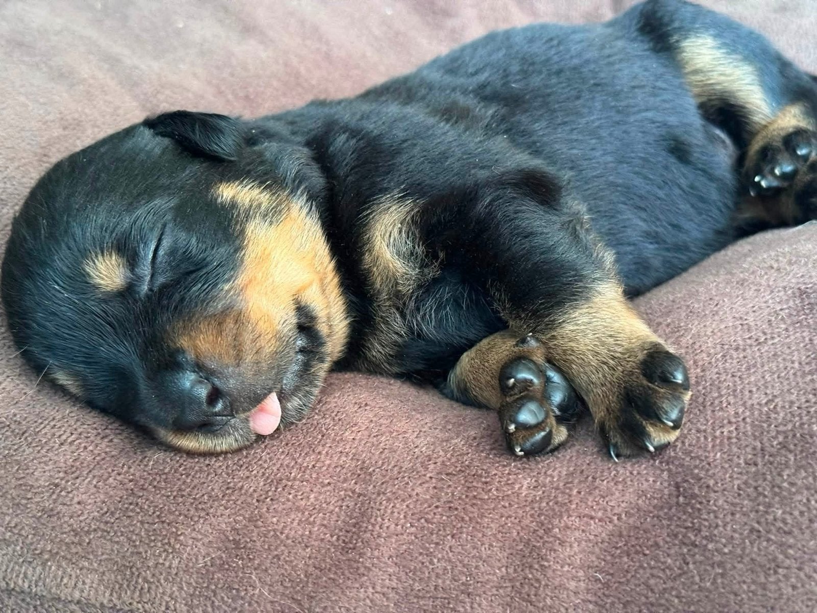 Prachtige rottweiler pups, Dieren en Toebehoren, 8 tot 15 weken, Meerdere, Meerdere dieren, Rottweiler