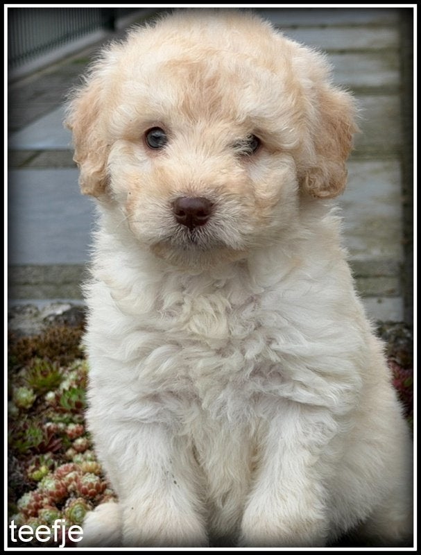 Bordoodle F1b pups. Bordoodle x Labradoodle, Dieren en Toebehoren, Honden | Retrievers, Spaniëls en Waterhonden, Nederland, Parvo