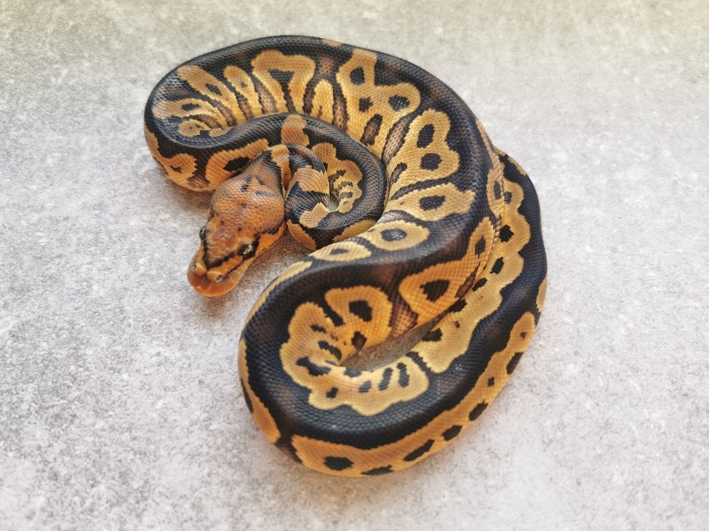0.1 Clown Koningspython Ball Python - male for sale from Philipse
