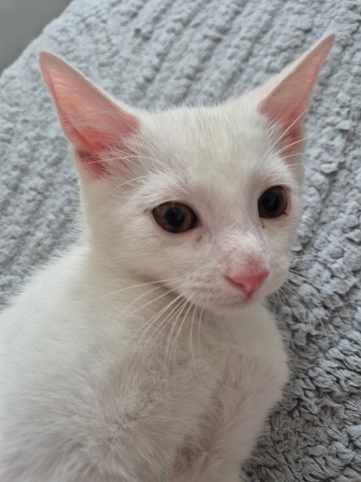 4 Witte kittens te koop, Meerdere dieren, Kortharig, 0 tot 2 jaar